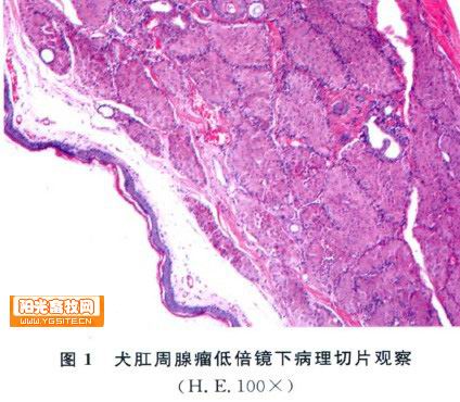 犬肛周腺瘤病例